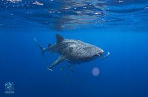 Snorkel with Giants at Ningaloo Reef
