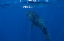 Snorkel with Giants at Ningaloo Reef