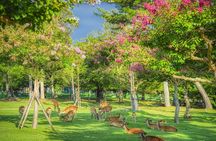 Kyoto and Nara Day Tour from Kyoto