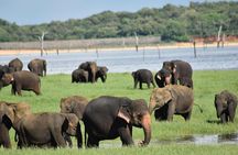Private Polonnaruwa UNESCO City Tour & Jeep Safari from Sigiriya