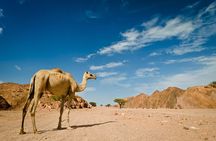 Desert Stargazing , Bedouin Dinner, Camel & Jeep From Hurghada
