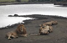  2 Days Adventure Group Tour Tarangire and Ngorongoro