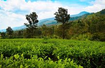 Full Day Bogor Botanical Garden And Puncak Highland Tour