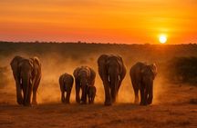 Addo Elephant National Park Full Day Game Drive with BBQ Lunch