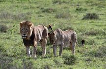 Addo Elephant National Park Full Day Game Drive with BBQ Lunch