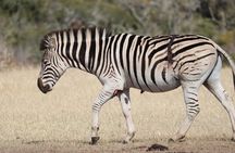 Addo Elephant National Park Full Day Game Drive with BBQ Lunch