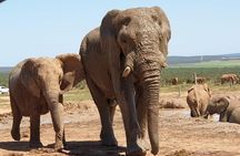 Addo Elephant park fullday of wildlife encounters & BBQ lunch