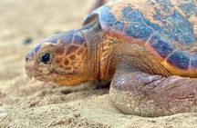 Boa vista Turtle Watching with local guides