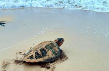 Boa vista Turtle Watching with local guides
