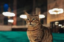 1 Perfect Day in Istanbul Private Guided Tour of the City’s Icons