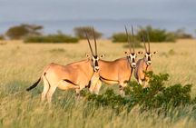 2 Days Safari Adventure to Awash National Park Ethiopia