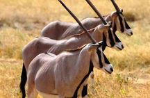 2 Days Safari Adventure to Awash National Park Ethiopia