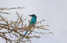 2 Days Safari Adventure to Awash National Park Ethiopia