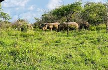 Explore Akagera National Park with Private Guided Tour