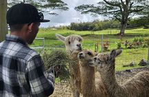 Ranch Tour & Animal Encounters