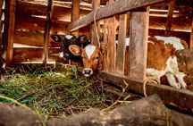 3 Days Village Stay in the Jungle: Cook, Roast Coffee & Milk Cows