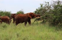 3 Day Group Camping Tour to Serengeti Ngorongoro