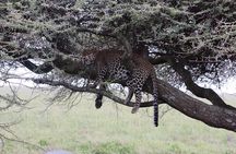 3 Day Group Camping Tour to Serengeti Ngorongoro
