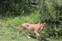 3 Day Group Camping Tour to Serengeti Ngorongoro