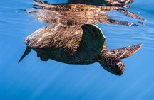 Waikiki Turtle Canyon Snorkel: Turtles Guaranteed