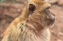 Ourika Valley Private Trip: Waterfalls & Atlas Mountains