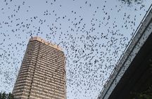 Downtown Houston Bat and Skyline Kayaking Tour
