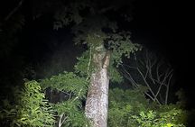 Night Adventure at Soberania National Park