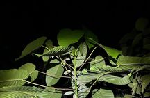 Night Adventure at Soberania National Park