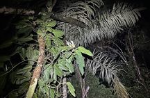 Night Adventure at Soberania National Park