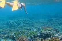 Coral Restoration Snorkeling Tour On Nusa Penida with NGO