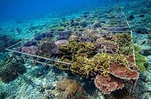 Coral Restoration Snorkeling Tour On Nusa Penida with NGO