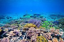 Coral Restoration Snorkeling Tour On Nusa Penida with NGO