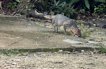 Kaan Luum Lagoon and Cenote Adventure