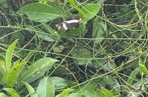 Kaan Luum Lagoon and Cenote Adventure