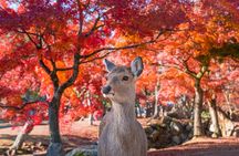 Private Kyoto Nara Tour by Car with Deer, Buddha and More