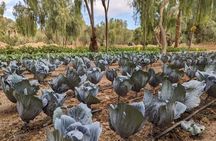 AlUla Oasis Heritage Trail Guided Walking Tour