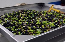 Alicante Olive Oil Tour