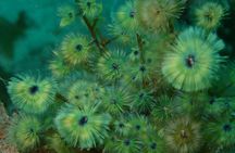 Premier Dive Spots Experience in Kushimoto