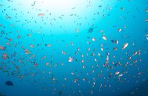 Premier Dive Spots Experience in Kushimoto