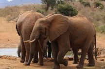 Experience the Wild: A Day Trip to Tsavo East from Diani