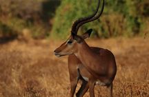 Experience the Wild: A Day Trip to Tsavo East from Diani