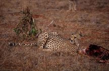 Experience the Wild: A Day Trip to Tsavo East from Diani
