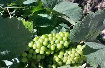 Stellenbosch Wine and Franschhoek Tram Tour experience 