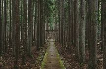 Kyoto’s Ultimate Hidden Gem: Private Car Tour to a Sacred Shrine