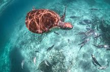 Half-day Tour Sea Turtles Encounter in Akumal Bay 