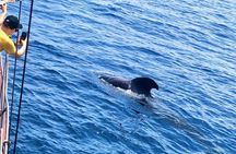 Los Cristianos, pirate ship : cetacean sighting and dip