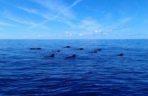 Discover whales in Tenerife: yacht tour with bath and lunch