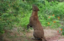 Yala National Park: Half day or Full Day Leopard Safari Tour