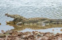 Yala National Park: Half day or Full Day Leopard Safari Tour