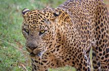 Yala National Park: Half day or Full Day Leopard Safari Tour